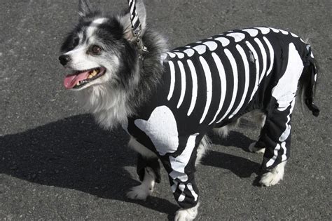 Top 5 Adorable Pet Costumes this Year's Halloween