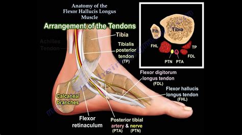 Anatomy Of The Flexor Hallucis Longus Muscle - Everything You Need To ...