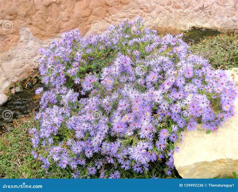 Colorful Blue Aster Wildflowers in Abilene, Texas Stock Photo - Image ...