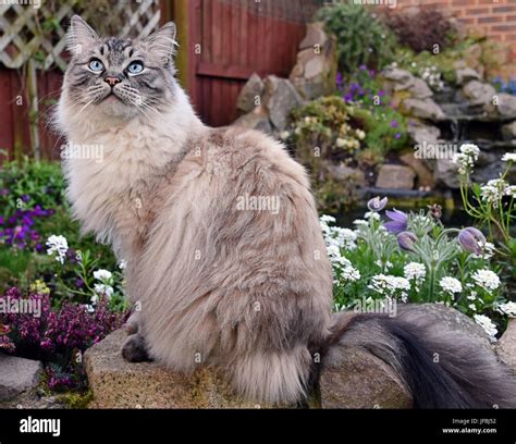 Seal Lynx Point Ragdoll Cat Sitting Outdoors On A Stone Wall Surrounded ...