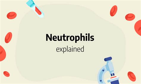 Neutrophils: definition, absolute count, high, low and normal range