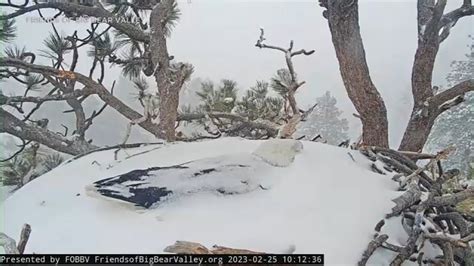 Bald eagles Big Bear: Jackie and Shadow shield their eggs from snow ...