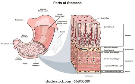 9+ The Stomach Diagram Labeled - JulieanneMarni