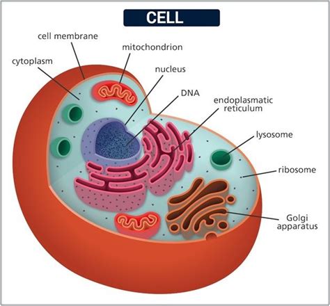 Cell- Cell Theory- Types of Cells- Function of a Cell @ BYJU'S