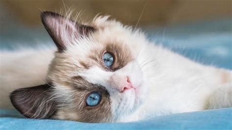 Top 20 Most Popular Cat Breeds – Forbes Advisor