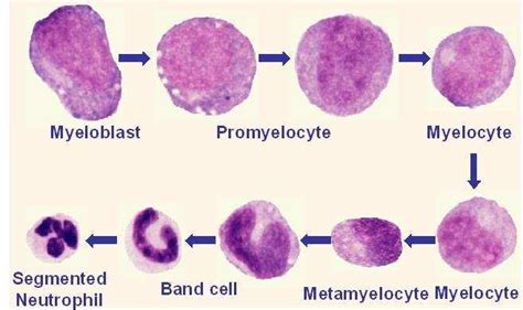 Morphological characteristics during neutrophil granulocytic ...