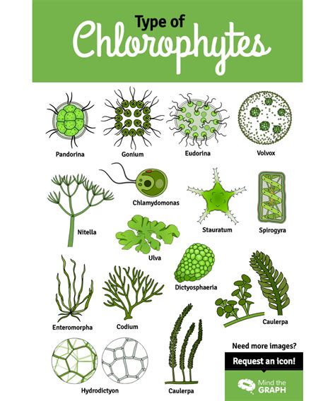 Types of Chlorophytes https://mindthegraph.com/blog/infographic-green ...