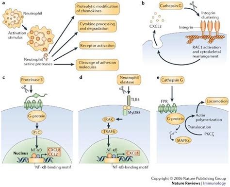 Serine Proteases and Regulators - Creative Diagnostics