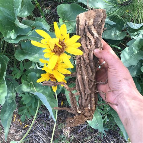 Sunflower of the Desert — Wildness Within