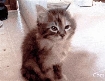 Sleepy Kitten GIF - Find & Share on GIPHY