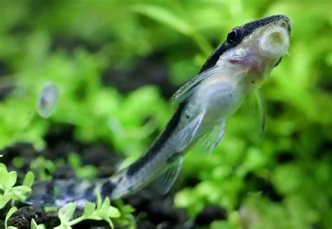 Otocinclus Catfish Care Sheet: Your Complete Species Guide