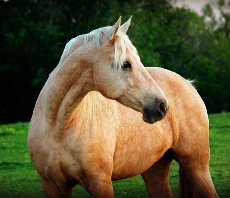 Pin on Animals: Horses