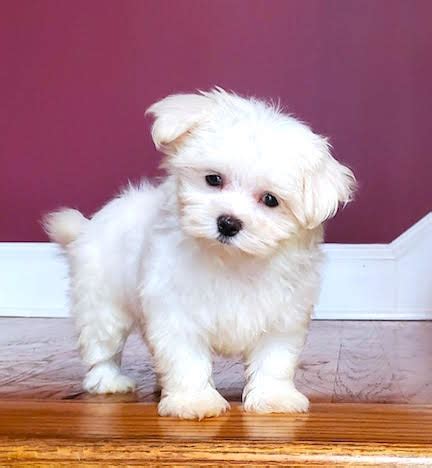 Family Maltese - Beautiful Maltese Puppies