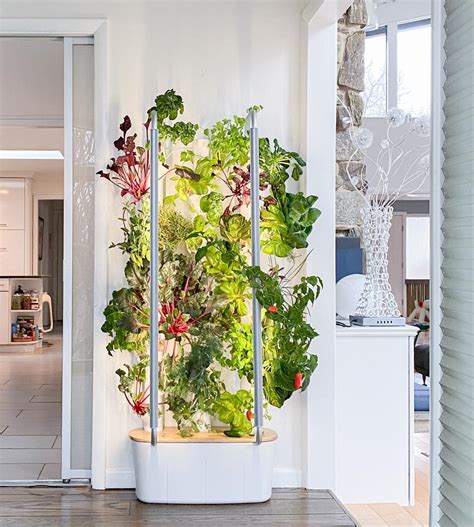 Home Hydroponics: Tech Trend Or The New Victory Garden?