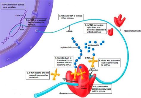 Protein Synthesis. Events During the Mitotic Stage | Protein synthesis ...