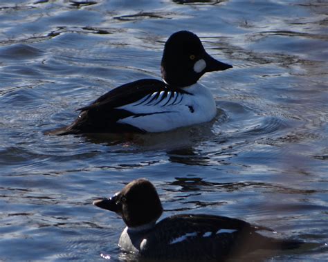 Don't Eat the Paste: Common Goldeneye Ducks (photo post)