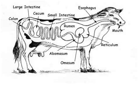 we leanred about the digestive system and how it worked in cows and ...