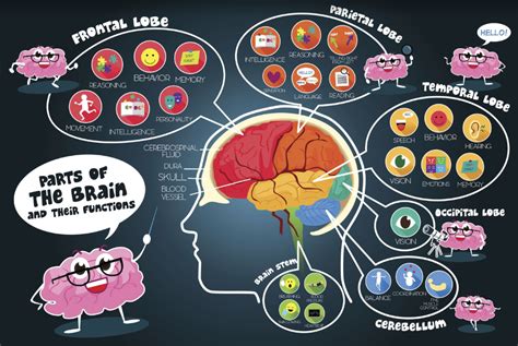 Main Parts Of The Brain And Functions