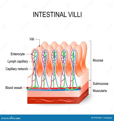 Intestinal Villi in the Small Intestine. Human Anatomy. Stock Vector ...