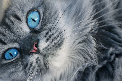 Gray And White Cats With Blue Eyes