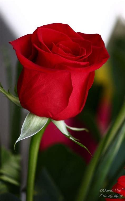 Beautiful Flowers on Twitter | Beautiful rose flowers, Beautiful red ...