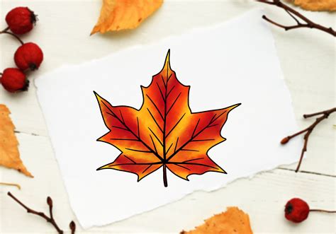 How To Draw A Maple Leaf Step By Step Guide – NBKomputer