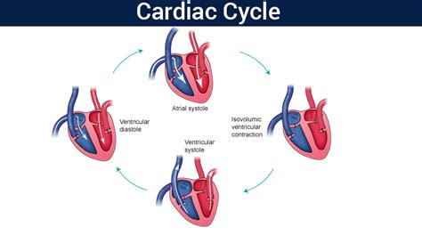 Cardiac Cycle - Physiology and Different Phases of Cardiac Cycle