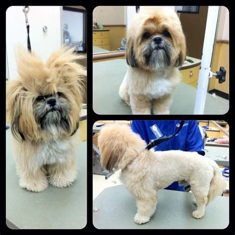 Types Of Shih Tzu Haircuts