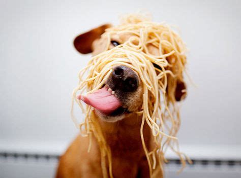 8 Animals eating spaghetti!!!!!!!!! :-) :-) :-) :-) ideas | animals ...