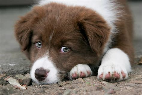 Chocolate Brown Border Collie Puppy | Border collie puppies, Collie ...