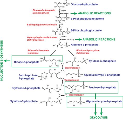 Pentose Phosphate Pathway Mechanism