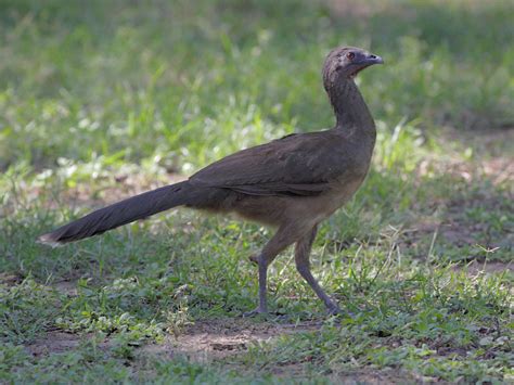 Plain Chachalaca | BirdForum