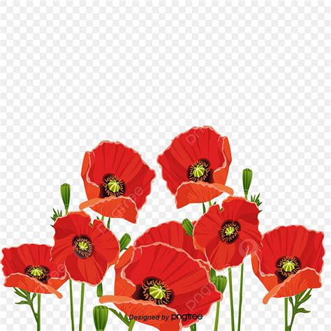 Poppies PNG Images, Download 50+ Poppies PNG Resources with Transparent ...