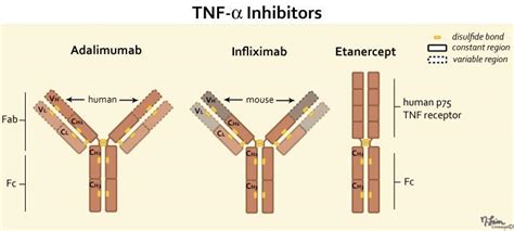 TNF-alpha Inhibitors - MSK - Medbullets Step 1