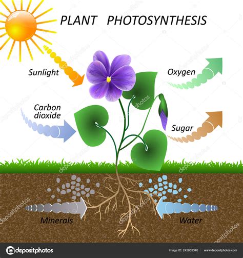 Diagram Of Photosynthesis Exatin Info - Riset