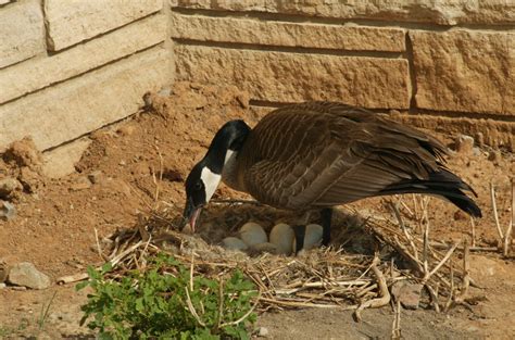 Canada Goose | Wildlife Illinois