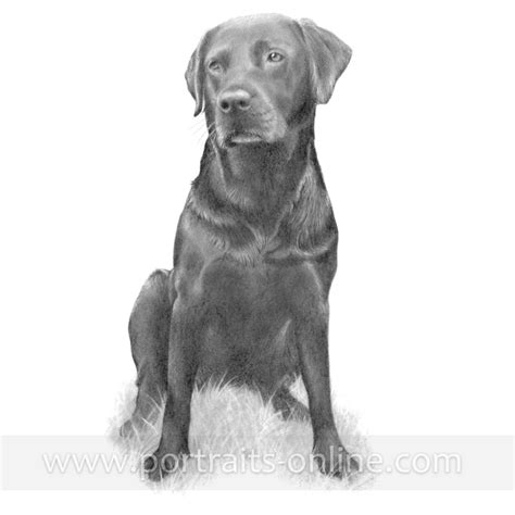 labrador-retriever-portrait-graphite-pencil-drawing - Portraits-Online.com