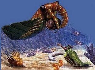 Anomalocaris | Prehistoric Life Wiki | FANDOM powered by Wikia