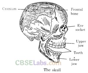 Body Movements Class 6 Notes Science Chapter 8 - CBSE Labs