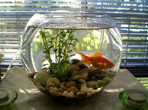 Creative fish bowl ideas | Betta fish bowl, Indoor water garden, Fish bowl