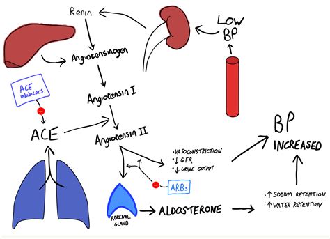 Renin Angiotensin System Ace Inhibitors