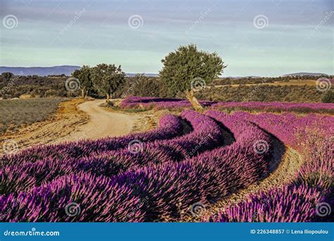 Lavender Plants in Colorful Rows Stock Image - Image of environment ...