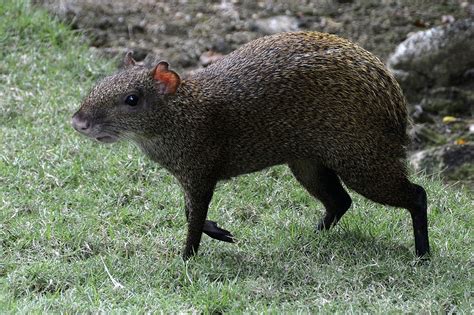 Agouti as Pet? Check Agouti Facts, Diet and as predators?