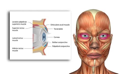 Muscles of the Eye - Exercise Along With Me - Series 1 - Hooded Eyelid ...