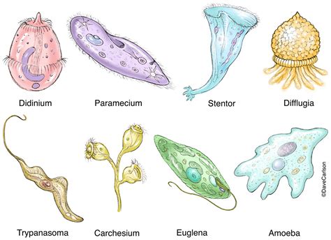 Amoeba Images Of Protozoa - matteomezzetta