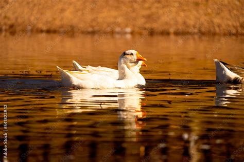 white duck swimming in the lake Stock Photo | Adobe Stock