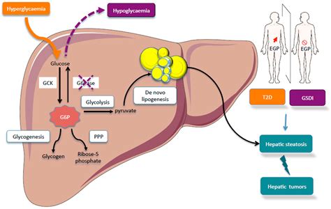 Metabolites | Free Full-Text | Glucose-6 Phosphate, a Central Hub for ...