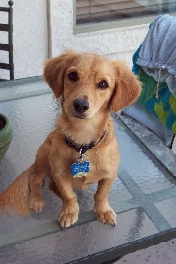 Golden Dox (Golden Retriever + Dachshund) | Dachshund mix, Dachshund ...