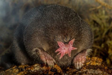 14 Fascinating Star-Nosed Mole Facts - Fact Animal