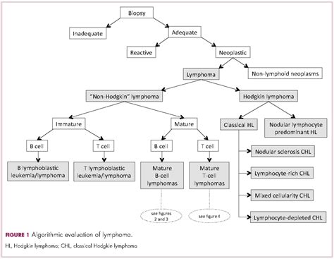 Non Hodgkin Lymphoma Types / Non Hodgkins Lymphoma Armando Hasudungan ...